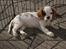 Cavalier king charles spaniel Holsteins Indi