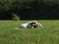 Cavalier king charles spaniel Holsteins Indi