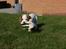 Cavalier king charles spaniel Holsteins Indi