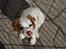 Cavalier king charles spaniel Holsteins Indi