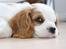 Cavalier king charles spaniel Holsteins Indi