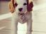 Cavalier king charles spaniel Holsteins Indi
