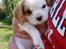 Cavalier king charles spaniel Holsteins Indi