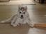 Siberian husky Mesmocan Sunka Yuki