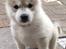 Siberian husky Mesmocan Sunka Yuki