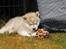 Siberian husky Mesmocan Sunka Yuki