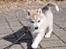 Siberian husky Mesmocan Sunka Yuki