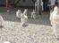 Siberian husky Mesmocan Sunka Yuki