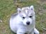 Siberian husky Mesmocan Sunka Yuki