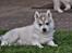 Siberian husky Mesmocan Sunka Yuki