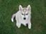 Siberian husky Mesmocan Sunka Yuki