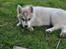 Siberian husky Mesmocan Sunka Yuki