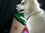 Siberian husky Mesmocan Sunka Yuki - På vej hjem :)