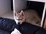 Siberian husky Mesmocan Sunka Yuki