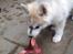Siberian husky Mesmocan Sunka Yuki