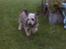 Blanding af racer Jazz (Putte)