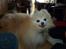 Pomeranian Magnus (Magnum)
