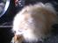 Pomeranian Magnus (Magnum)