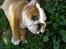 Engelsk bulldog Watson - Kampvognen - 11 uger