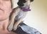 Chihuahua Coco