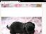Shih tzu Zoey