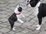 Boston terrier ZARA STYLE AND CHIC Torques