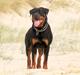 Rottweiler Kira/ R.I.P