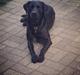 Labrador retriever Copperbirch Nobel Cody