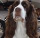 Engelsk springer spaniel Frida