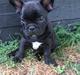 Fransk bulldog Buddha