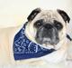 Mops Cosmo