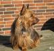 Australsk terrier Sally