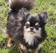 Chihuahua Fonzi