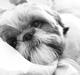 Shih tzu Maude