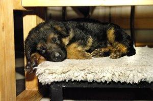 Schæferhund Kennel Djalsam's Gabbie billede 25