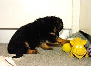 Schæferhund Kennel Djalsam's Gabbie billede 27