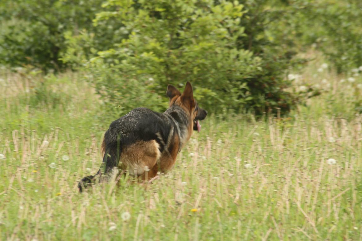 Schæferhund Kennel Djalsam's Gabbie billede 16
