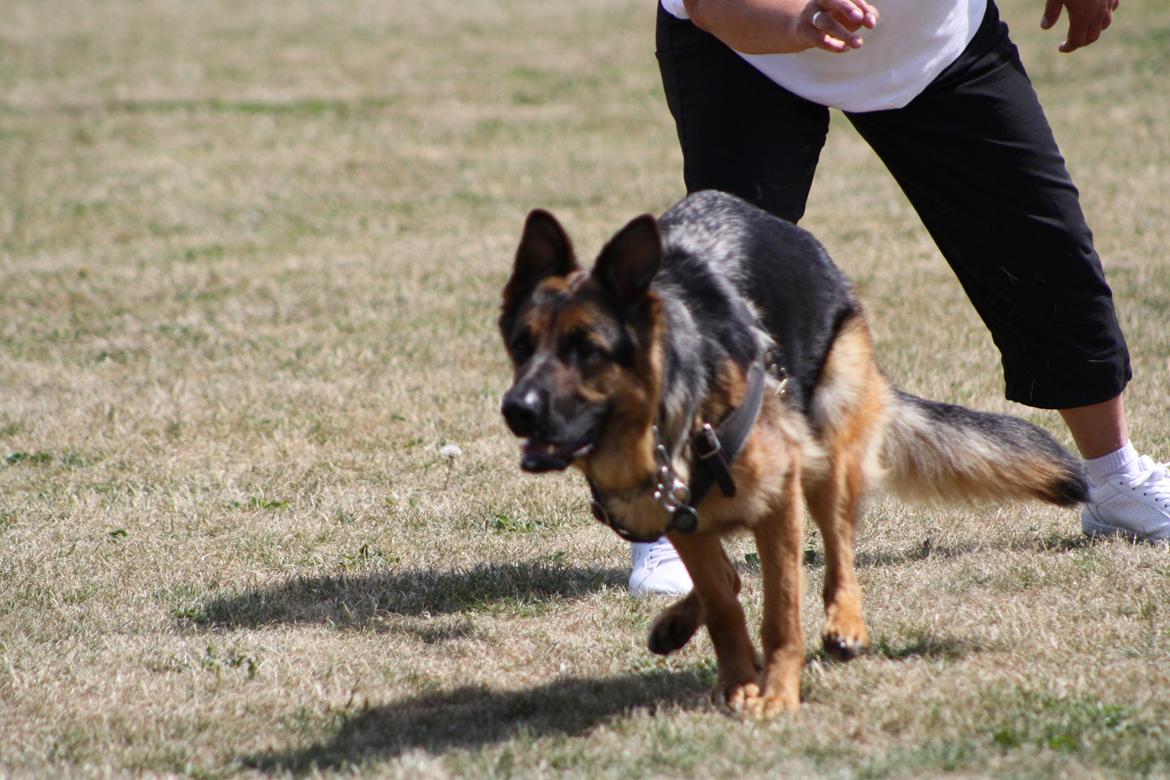 Schæferhund Kennel Djalsam's Gabbie billede 17