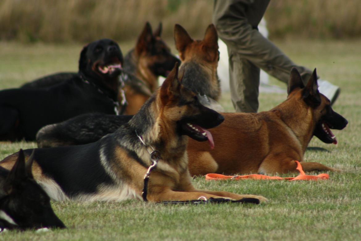 Schæferhund Kennel Djalsam's Gabbie billede 22