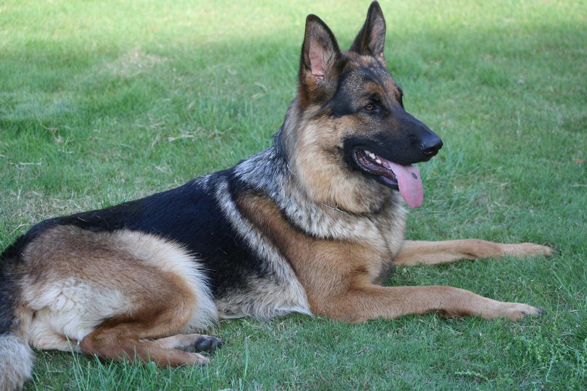 Schæferhund Kennel Djalsam's Gabbie billede 4