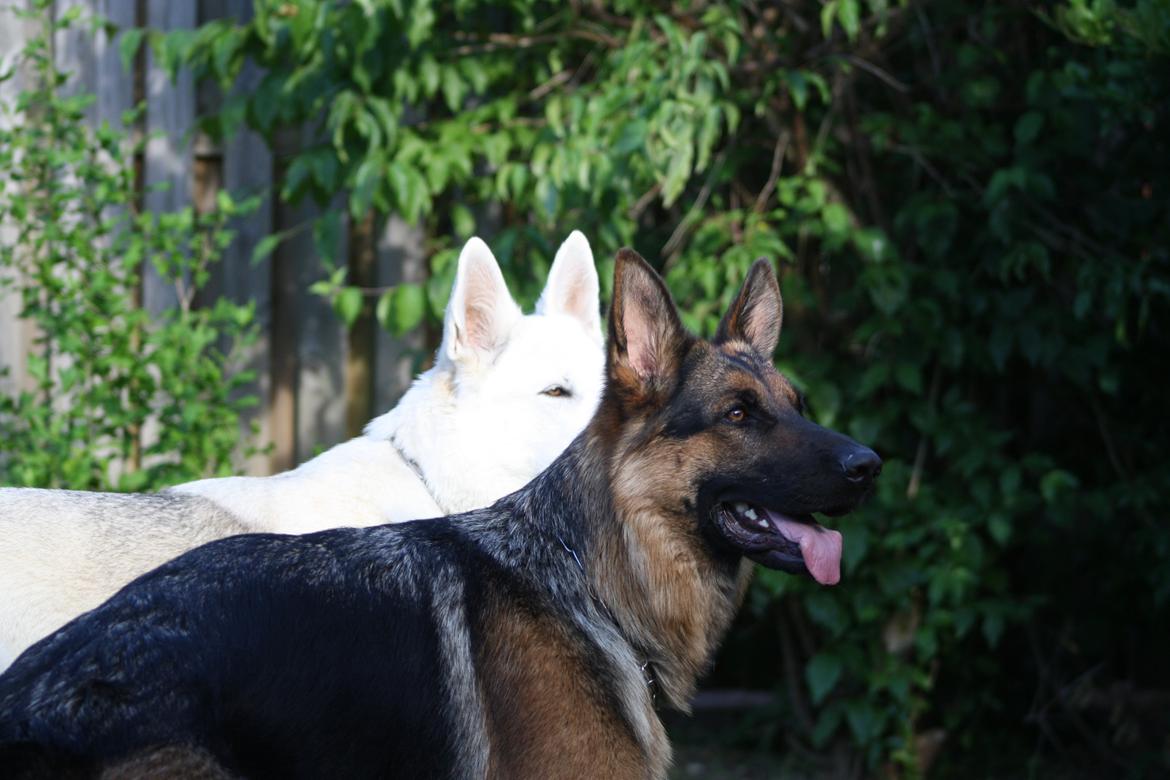 Schæferhund Kennel Djalsam's Gabbie billede 23