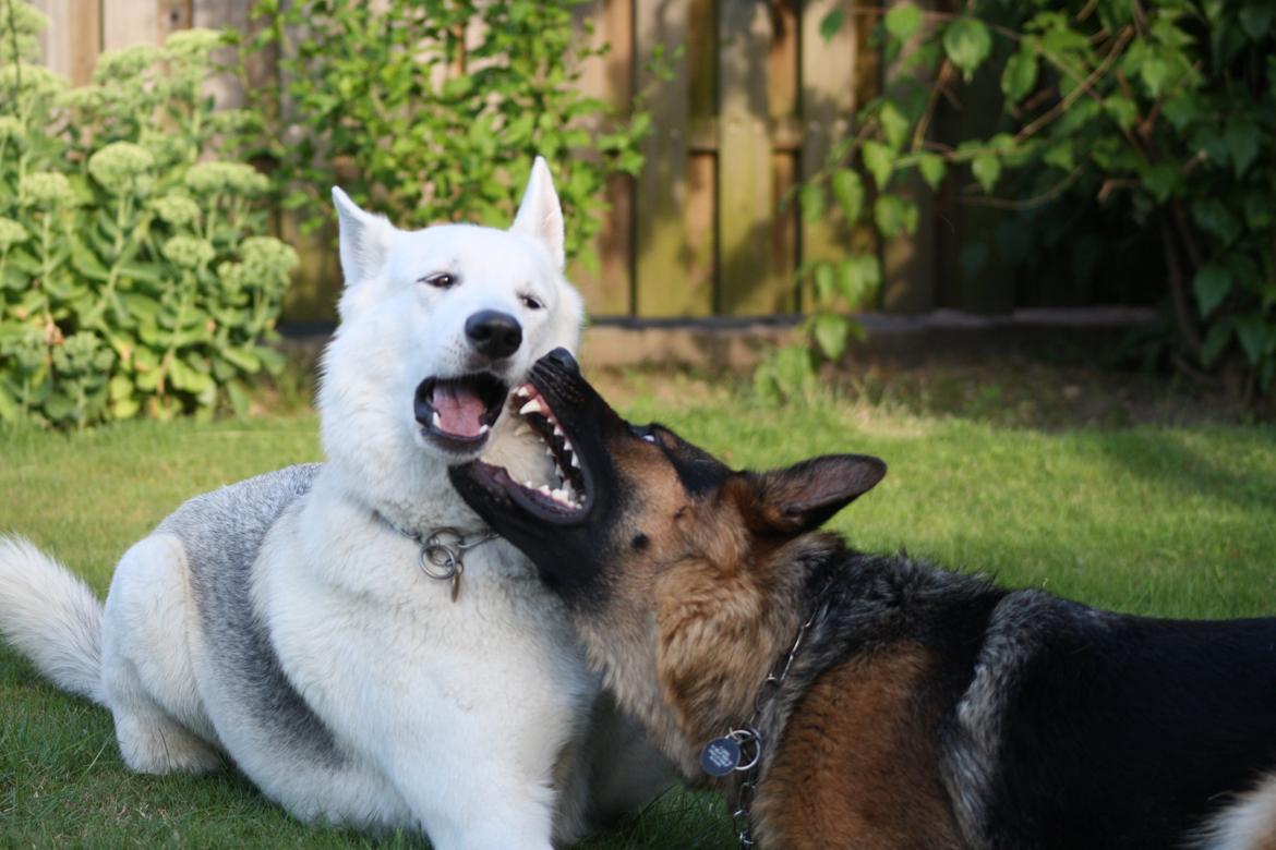 Schæferhund Kennel Djalsam's Gabbie billede 24