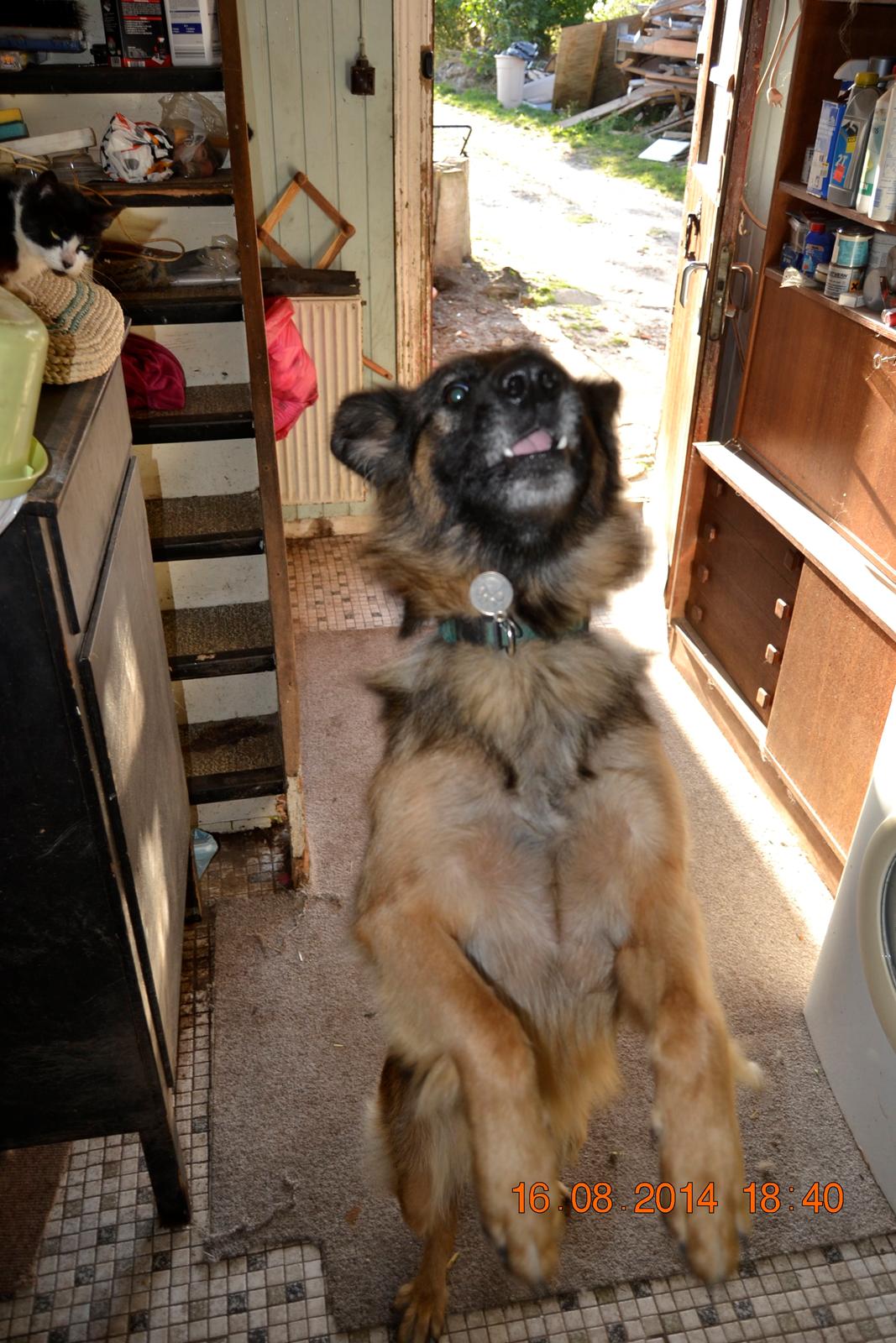 Schæferhund Sille død 2/3 2022  billede 3