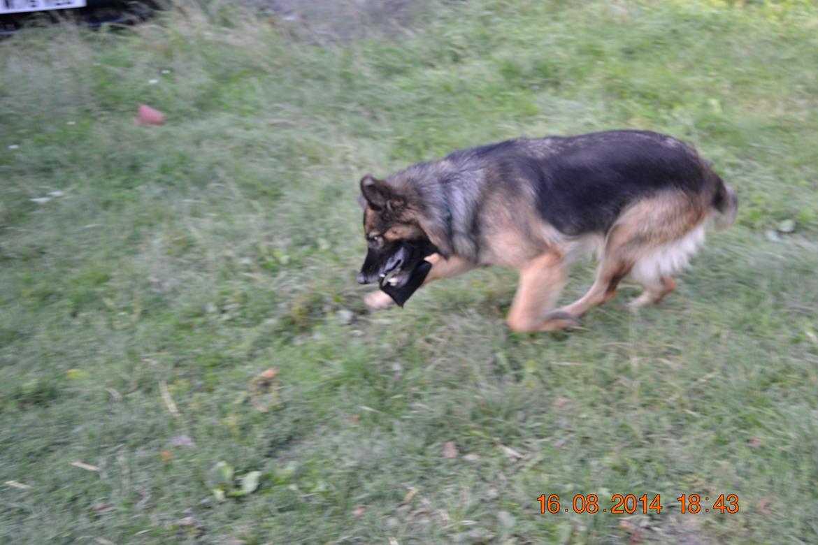 Schæferhund Sille død 2/3 2022  - Løbe løbe løbe fange leg  billede 26