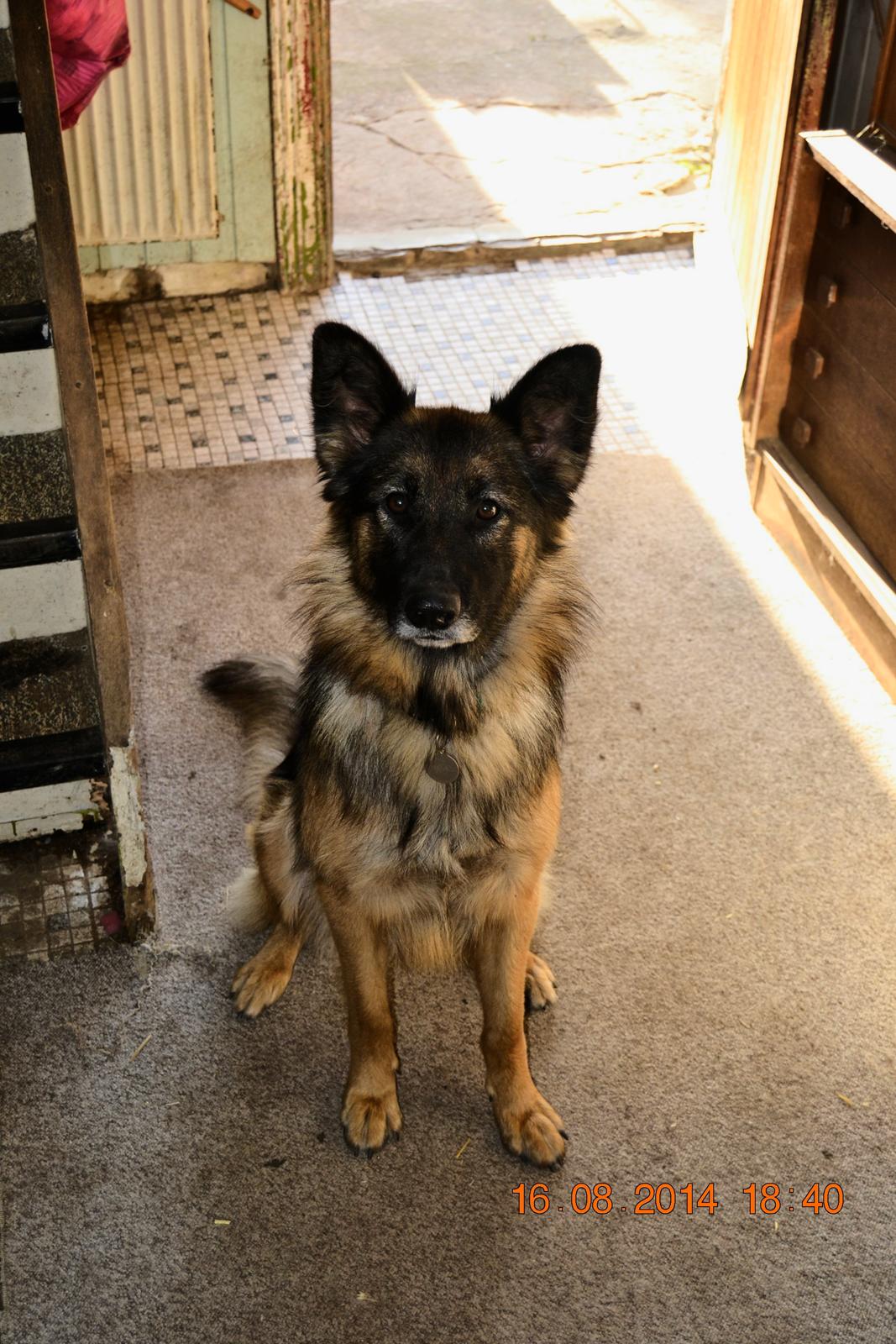 Schæferhund Sille død 2/3 2022  - Er jeg ikke sød  billede 25