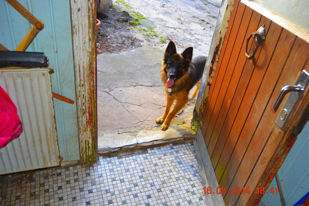 Schæferhund Sille død 2/3 2022  - Vælkommen til silles profil billede 1