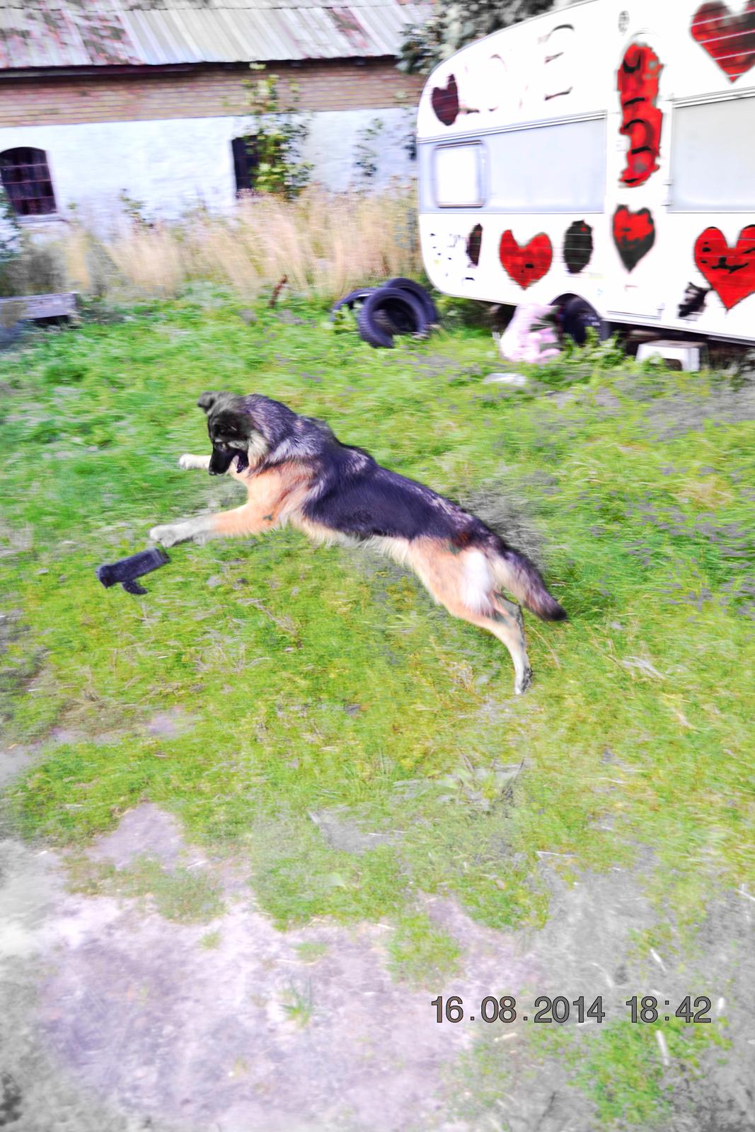 Schæferhund Sille død 2/3 2022  - jej  fejer med urtepottere jubii  billede 2