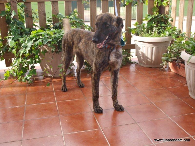 Blanding af racer Fito billede 1