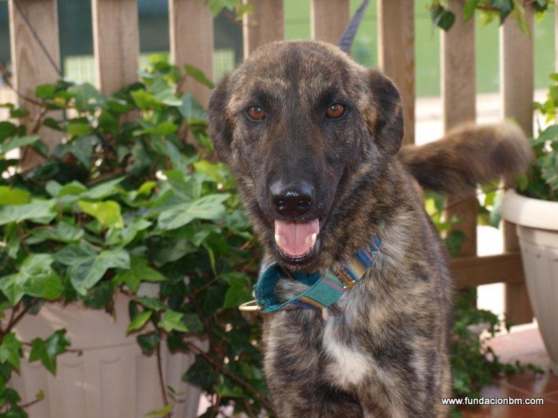 Blanding af racer Fito billede 2