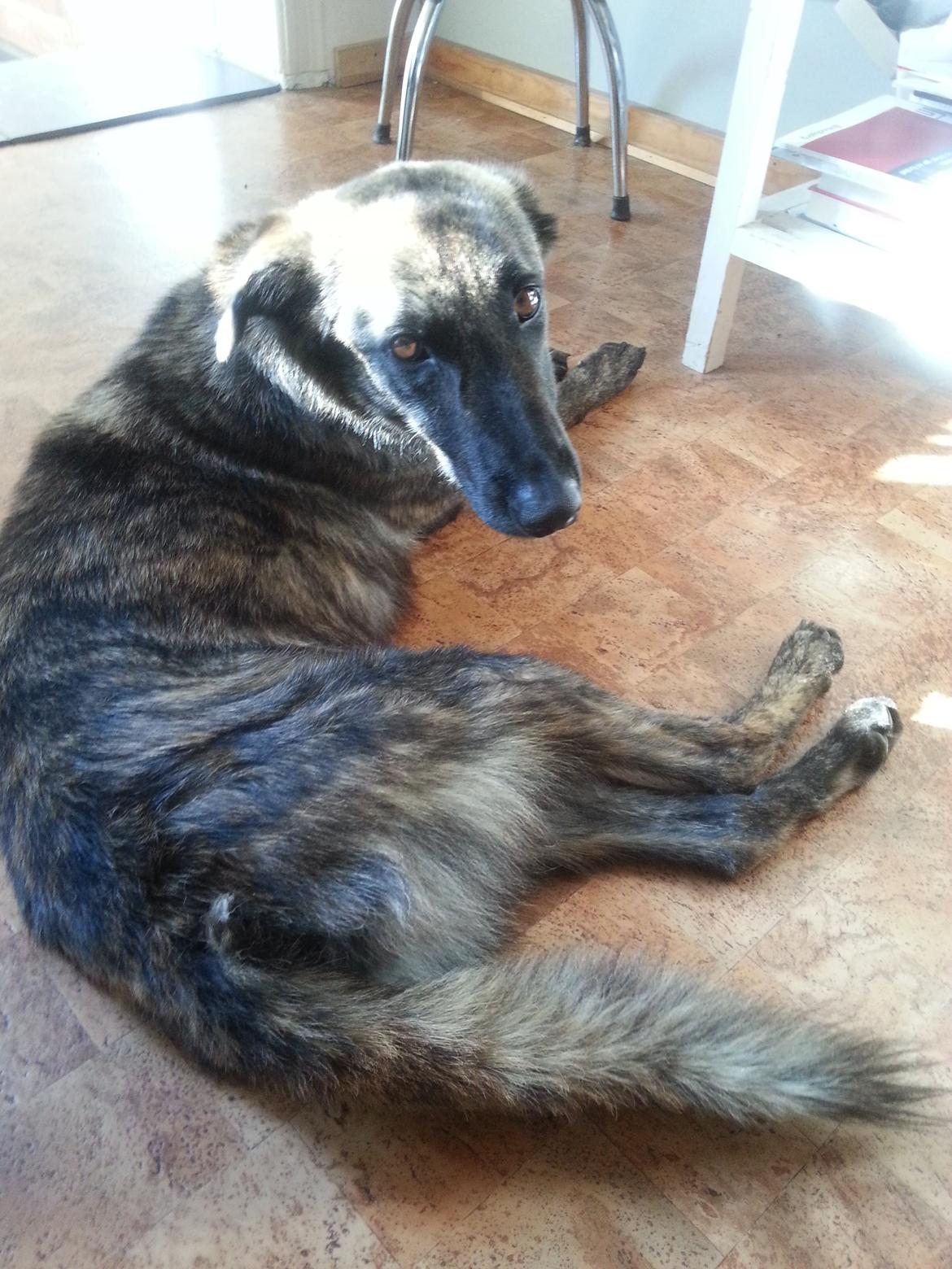 Blanding af racer Fito billede 5